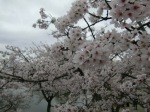 大沢の池の桜